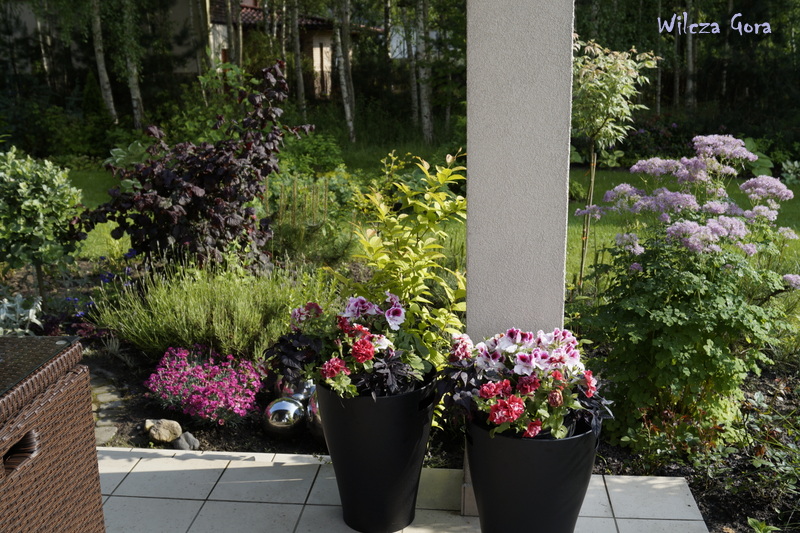 PRZY TARASIE, NA TARASIE …