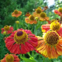 DZIELŻANY (Helenium)