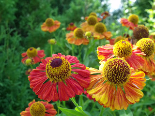 DZIELŻANY (Helenium)