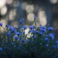 NASZ „OGRÓD PRZEDZIWNY”