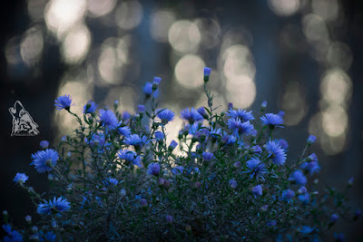 NASZ „OGRÓD PRZEDZIWNY”