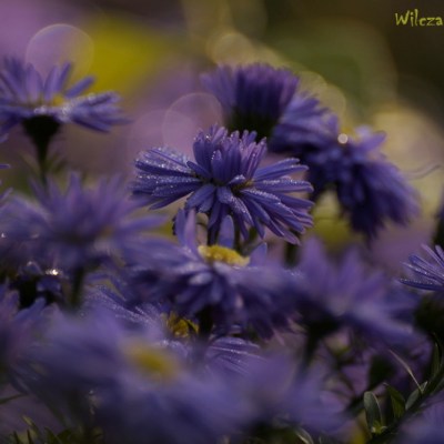 I JESZCZE ASTRY…BO MARCINA JUZ ZA DWA&nbsp;DNI…