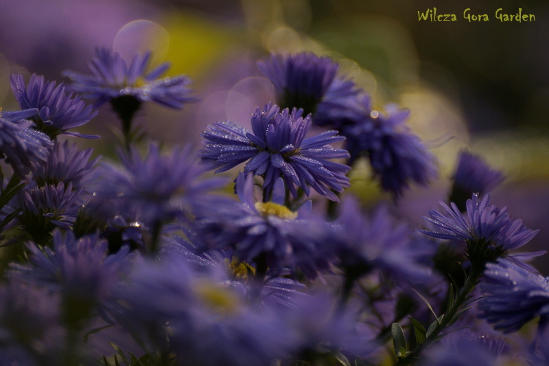 I JESZCZE ASTRY…BO MARCINA JUZ ZA DWA DNI…