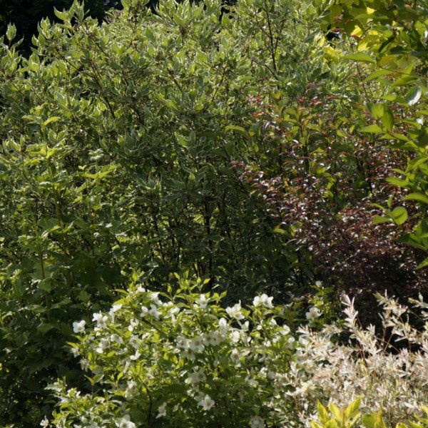 Jaśminowiec wonny (Philadelphus&nbsp;coronarius)