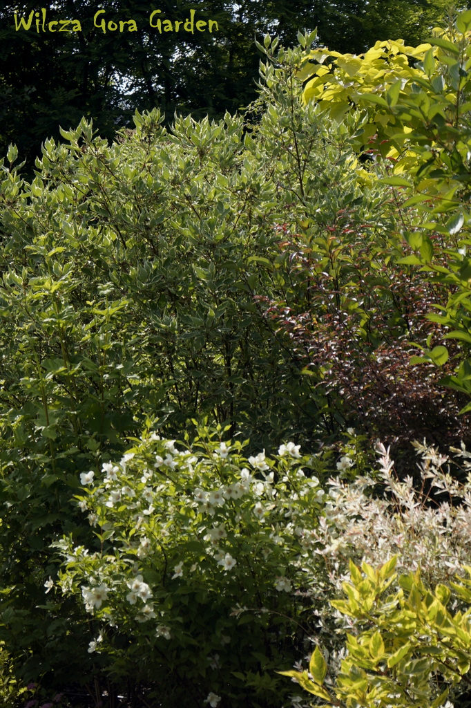 Jaśminowiec wonny (Philadelphus coronarius)