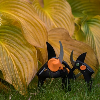 PROSTE ROZMNAŻANIE PRZEZ&nbsp;SADZONKOWANIE