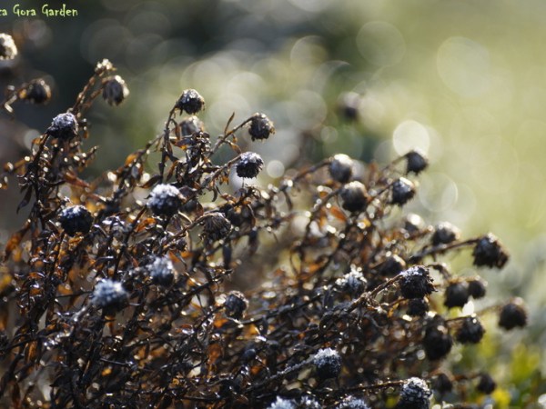 A PORANKI NADAL&nbsp;MROZNE
