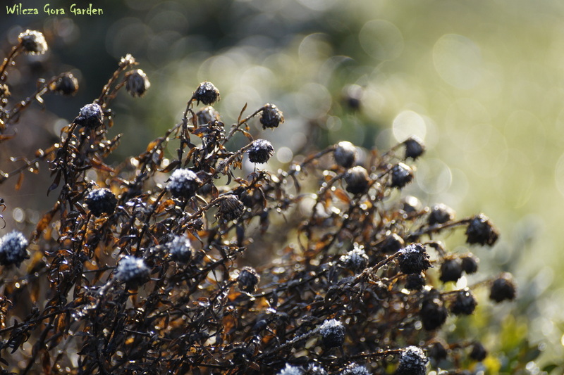 A PORANKI NADAL MROZNE