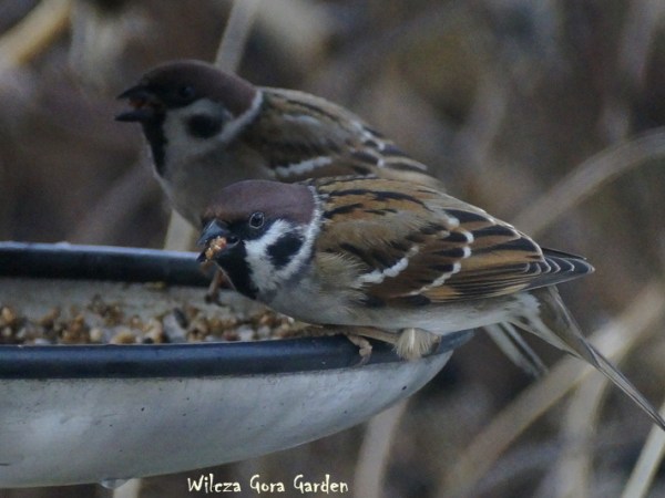 Mazurki (Passer montanus)