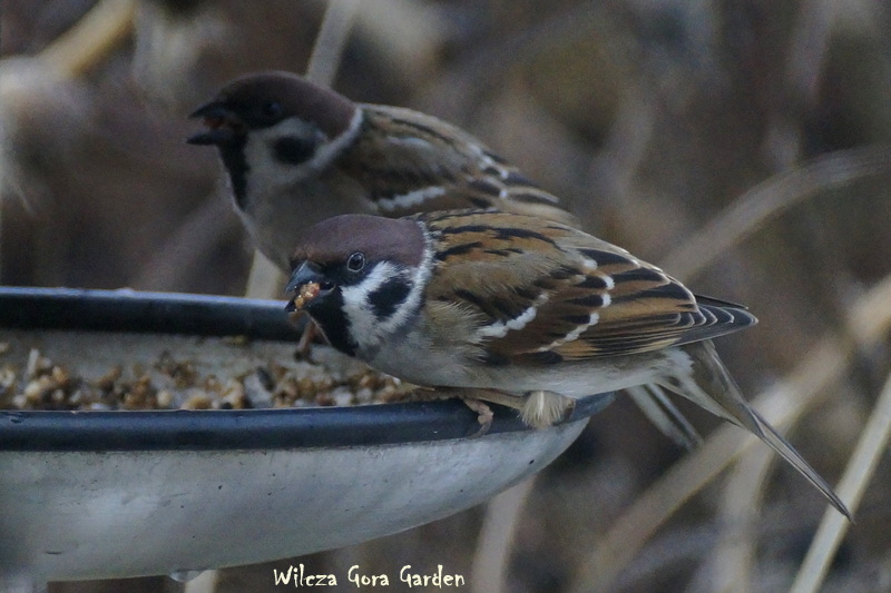 Mazurki (Passer montanus)