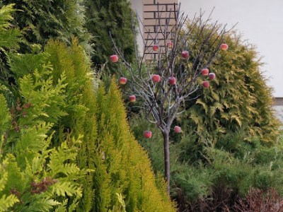 SWIATECZNY OGROD – RAJSKIE JABLUSZKA&nbsp;EWY