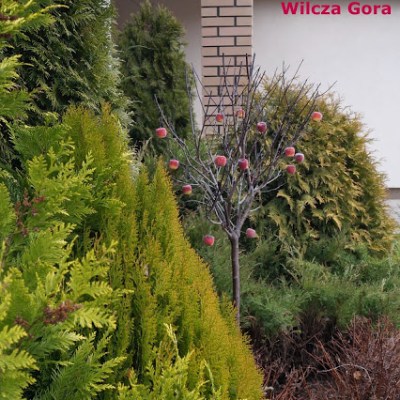 SWIATECZNY OGROD – RAJSKIE JABLUSZKA&nbsp;EWY