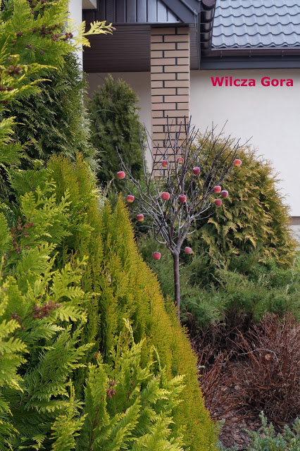 SWIATECZNY OGROD – RAJSKIE JABLUSZKA&nbsp;EWY