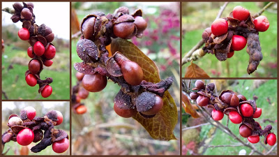 JESIENNE NASIONA I&nbsp;OWOCE