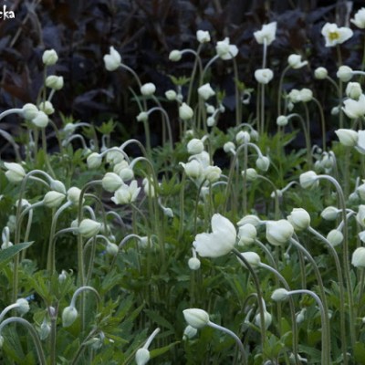 Anemone, anemone, anemone…