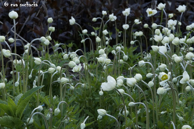 Anemone, anemone, anemone…
