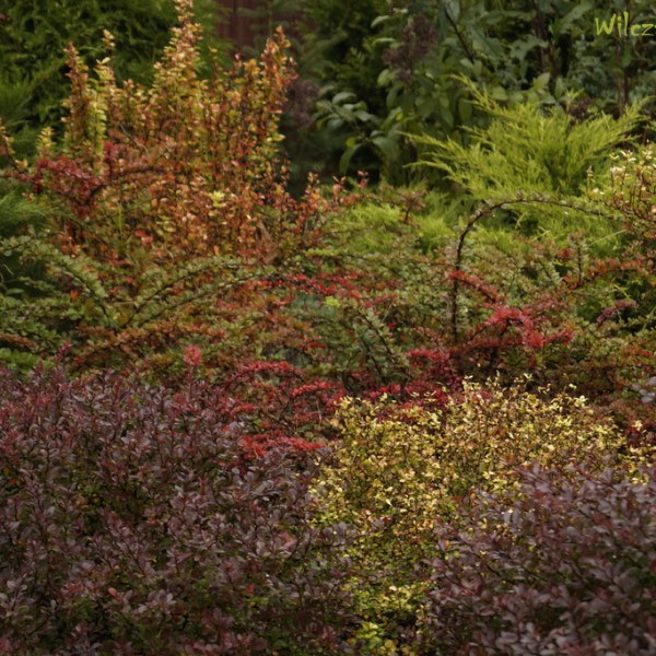 PIERWSZY DZIEŃ JESIENI W&nbsp;WILCZEJ