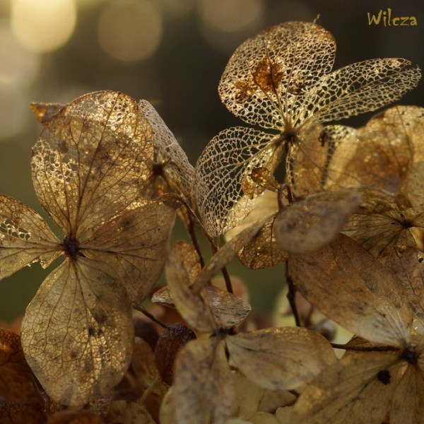 „AUTUMN IS THE HOUSE OF GOLD” – PART&nbsp;II