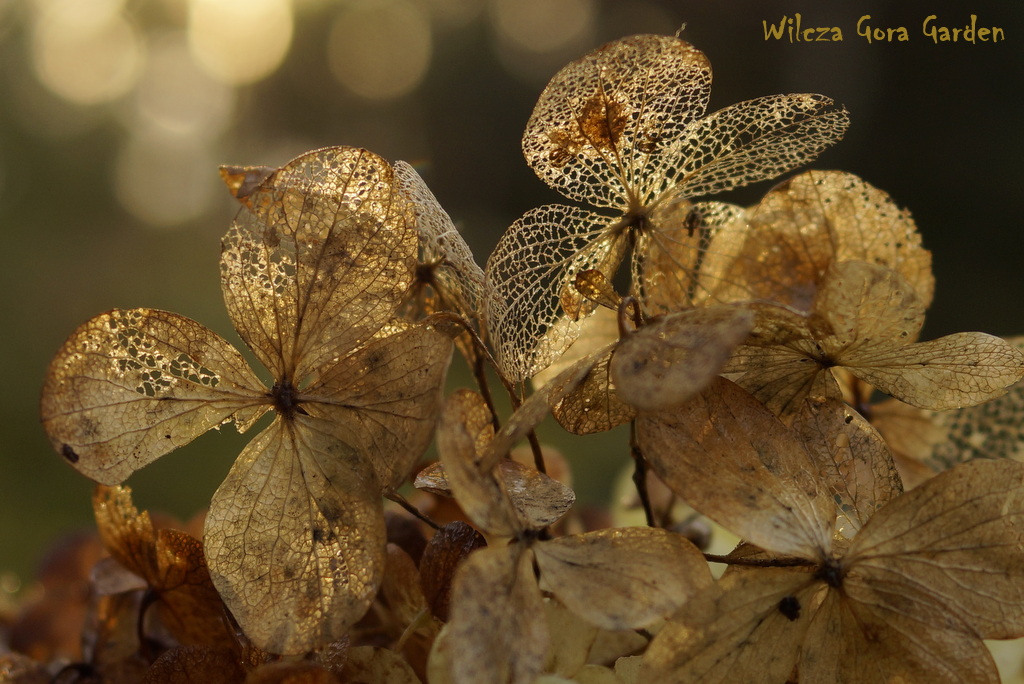 „AUTUMN IS THE HOUSE OF GOLD” – PART II