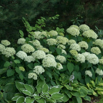 ELEGANCKIE OGRODOWE DUETY – ALE&nbsp;BUTY