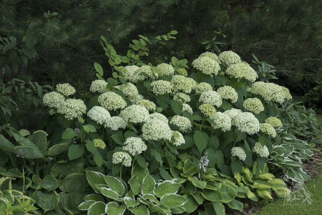 ELEGANCKIE OGRODOWE DUETY – ALE&nbsp;BUTY