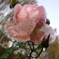 OBSYPANA KRYSZTAŁAMI…RÓŻA „HERITAGE”