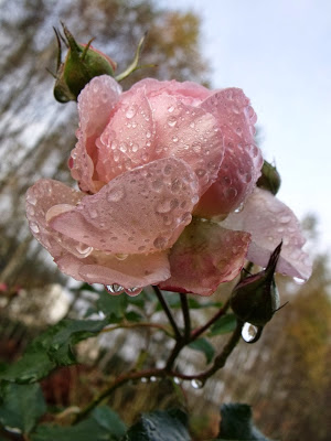 OBSYPANA KRYSZTAŁAMI…RÓŻA „HERITAGE”