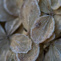 LODEM CUKROWANE…LUKREM MALOWANE&nbsp;…