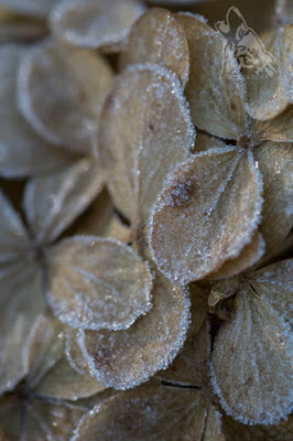 LODEM CUKROWANE…LUKREM MALOWANE&nbsp;…