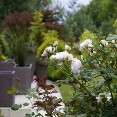 W CZERWCU W&nbsp;OGRODZIE…