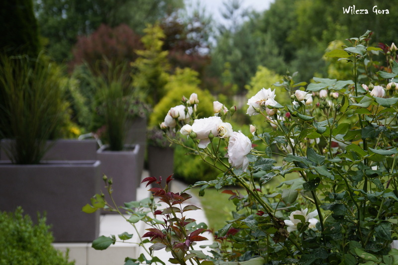 W CZERWCU W OGRODZIE…