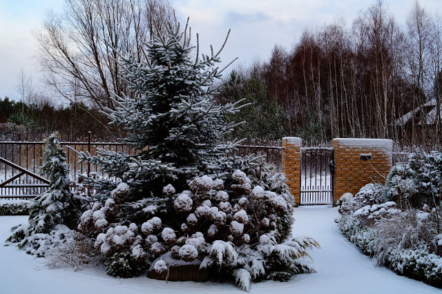 PIERWSZY SNIEG W NASZYM OGRODZIE – PREZENT OD MIKOLAJA