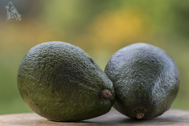 WILCZOGORSKIE GUACAMOLE
