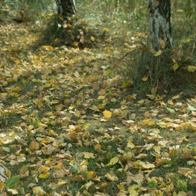 CHOĆ PAŹDZIERNIK, TO „LIŚĆ-OPADŁ”