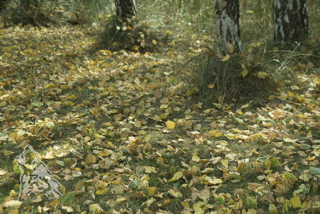 CHOĆ PAŹDZIERNIK, TO „LIŚĆ-OPADŁ”