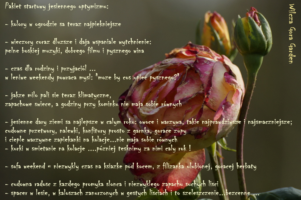 NIEDZIELNY PAKIET JESIENNEGO&nbsp;OPTYMIZMU