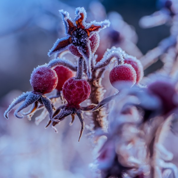 BŁĘKITNY, LUTOWY ŚWIT…