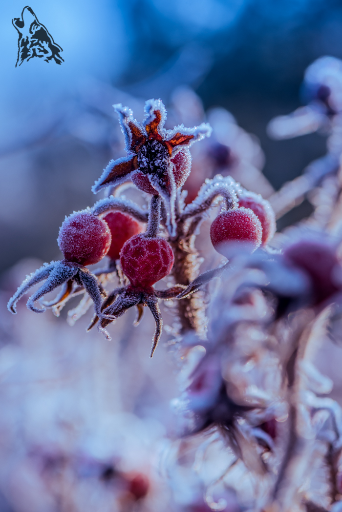 BŁĘKITNY, LUTOWY ŚWIT…