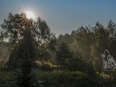 JESIEŃ … MIODOWO – BURSZTYNOWO –&nbsp;KONIAKOWA