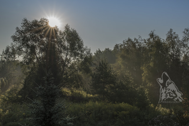 JESIEŃ … MIODOWO – BURSZTYNOWO –&nbsp;KONIAKOWA