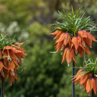 POMARAŃCZOWE CESARZOWE W WIOSENNYCH&nbsp;KORONACH