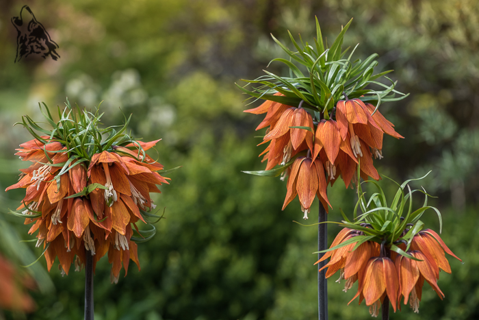 POMARAŃCZOWE CESARZOWE W WIOSENNYCH&nbsp;KORONACH