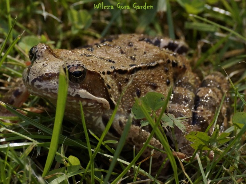 ZACZAROWANY KSIĄŻE PRZYSZEDŁ WŁAŚNIE DO MNIE&nbsp;?