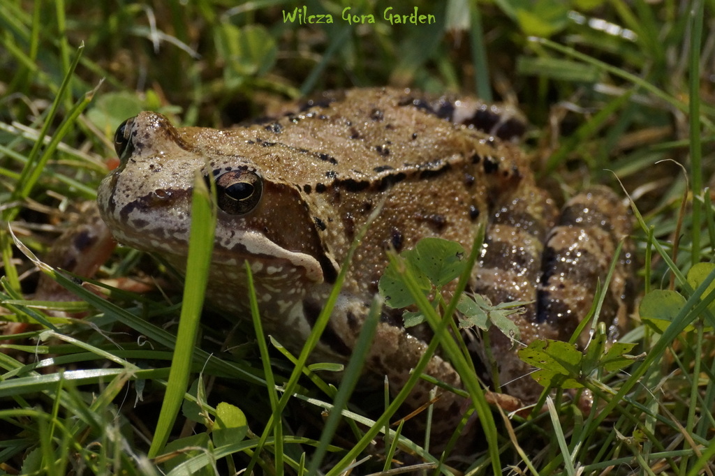 ZACZAROWANY KSIĄŻE PRZYSZEDŁ WŁAŚNIE DO MNIE&nbsp;?