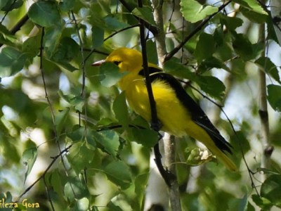 MOJE OWOCOVE LOVE Z&nbsp;OGRODU