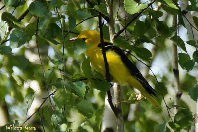 MOJE OWOCOVE LOVE Z OGRODU