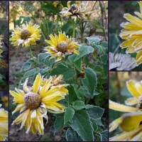 OGRODOWE SŁONECZKA W MROŹNEJ&nbsp;AURZE