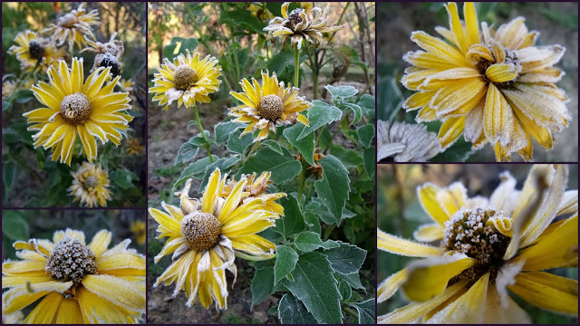 OGRODOWE SŁONECZKA W MROŹNEJ AURZE