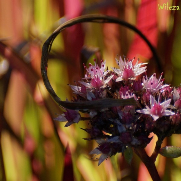 JESIENNY DUET…JAKŻE ZGRANY…