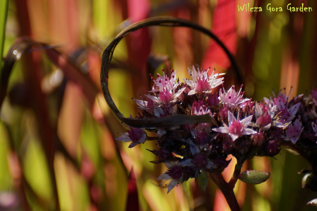 JESIENNY DUET…JAKŻE ZGRANY…